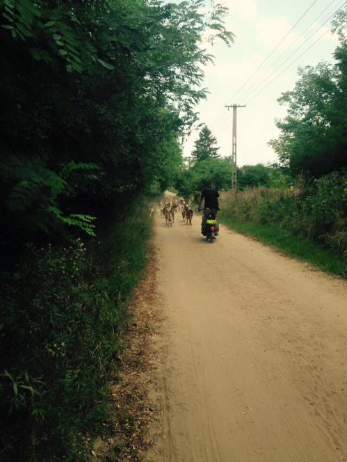 We were almost run over by a stampede of goats!